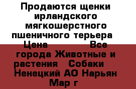 Продаются щенки ирландского мягкошерстного пшеничного терьера › Цена ­ 30 000 - Все города Животные и растения » Собаки   . Ненецкий АО,Нарьян-Мар г.